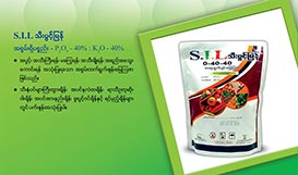 S.I.L Thee Pwint Myan